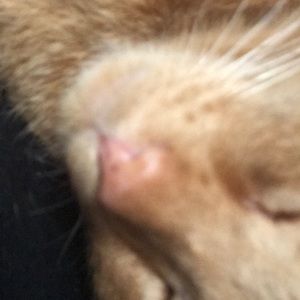 Meet your Posher, Meghan